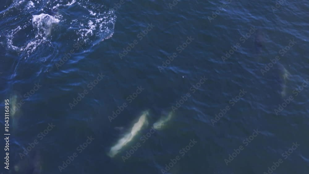 Drone clip of dolphins swimming at speed just under the surface of the ocean and jumping out of the water Drone clip of dolphins swimming at speed just under the surface of the ocean and jumping out of the water