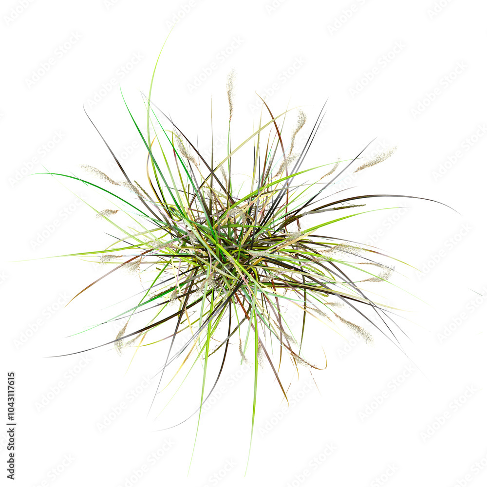 Green grass isolated on transparent Canvas from top view Green grass isolated on transparent Canvas from top view