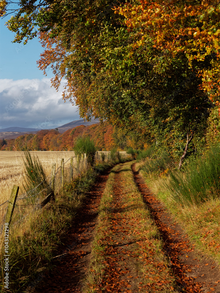 Naklejka premium A Farm Track between a recently harvested Field and the tall trees of Edzell woods and the River North Esk draped in Autumn colours.