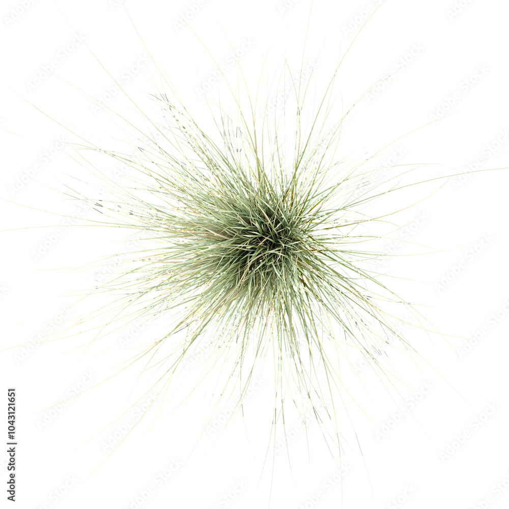 Obraz premium Top view of Needle grasses on transparent Canvas