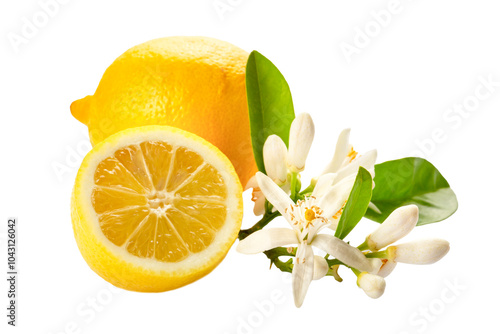 Lemon and lemon blossom on ...