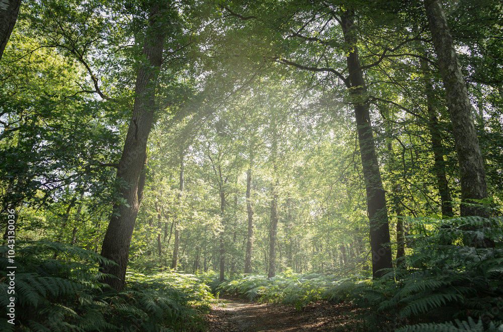 Fototapeta premium sun rays in the forest