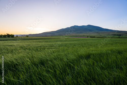 A field of green grass swaying in the wind