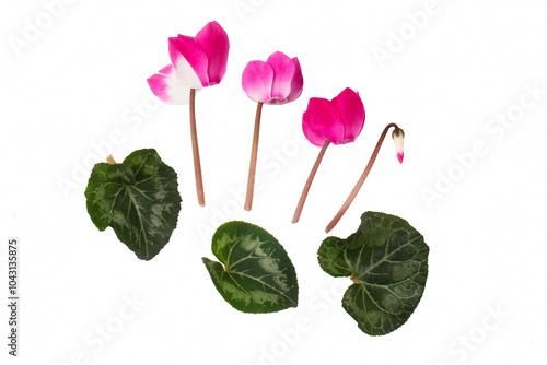Pink cyclamen flowers and green leaves on the white background