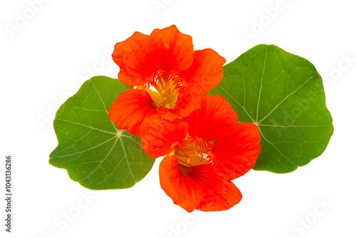 Tropaeolum majus flower on the white background photo