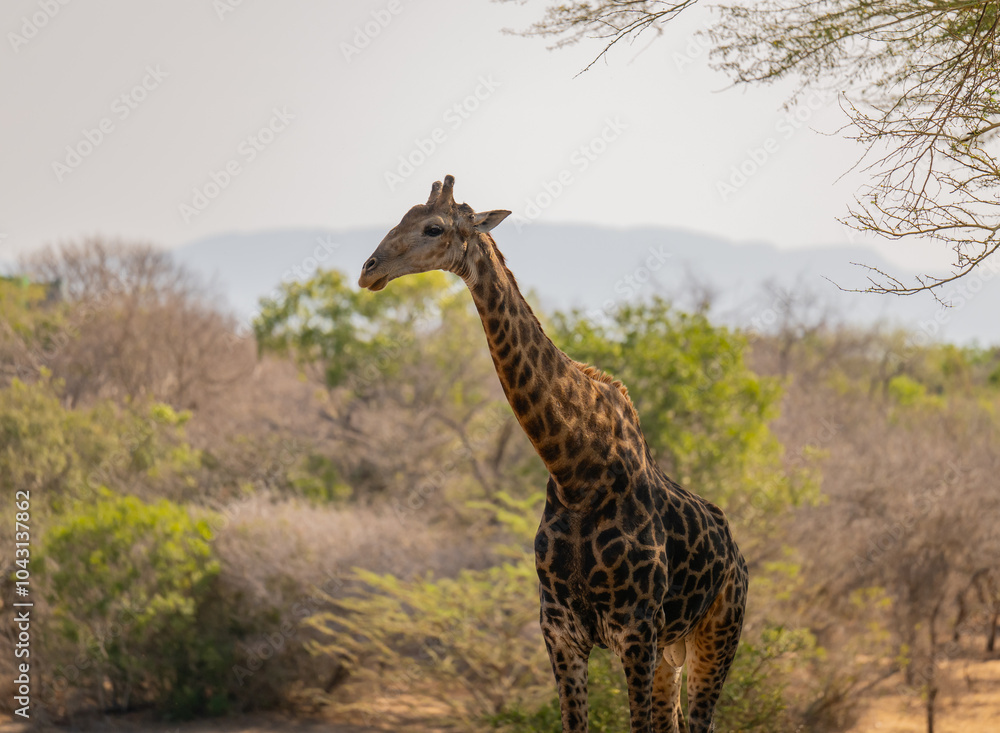 Giraffe im Busch vom Krüger National Park - Kruger Nationalpark Südafrika
