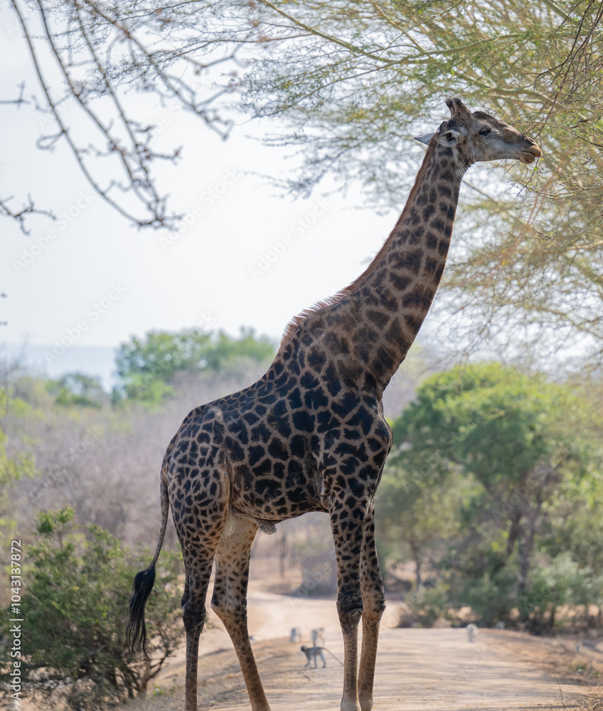 Giraffe im Busch vom Krüger National Park - Kruger Nationalpark Südafrika