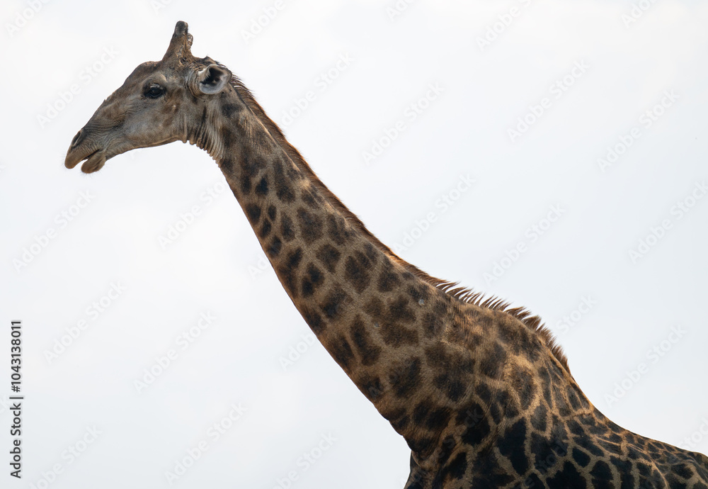 Giraffe im Busch vom Krüger National Park - Kruger Nationalpark Südafrika