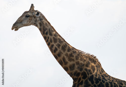 Obraz na płótnie Giraffe im Busch vom Krüger National Park - Kruger Nationalpark Südafrika w salonie