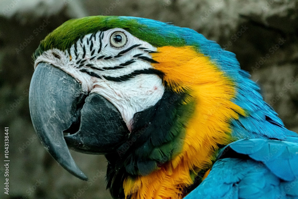 Fototapeta premium Blue and Gold Macaw on the branch i