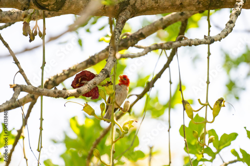 Obraz na płótnie Rotkopfweber Vogel genannt im Busch vom Krüger National Park - Kruger Nationalpark Südafrika w salonie