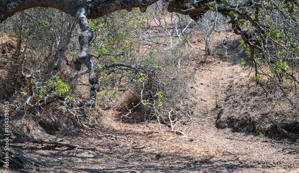Landschaftsbild - Flora Botanik Busch im Krüger National Park - Kruger Nationalpark Südafrika
