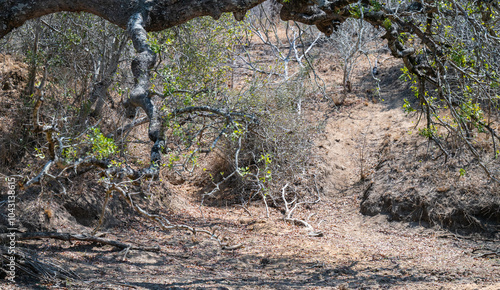 Obraz na płótnie Landschaftsbild - Flora Botanik Busch im Krüger National Park - Kruger Nationalpark Südafrika w salonie