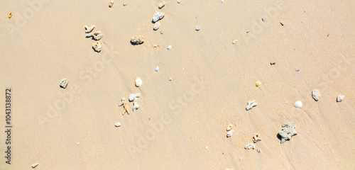 Corals on the sand on the seashore. Seascape background, sandy shore with corals and shells.