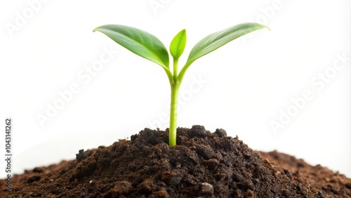 Wallpaper Mural Green sprout growing out of soil isolated on white background Torontodigital.ca
