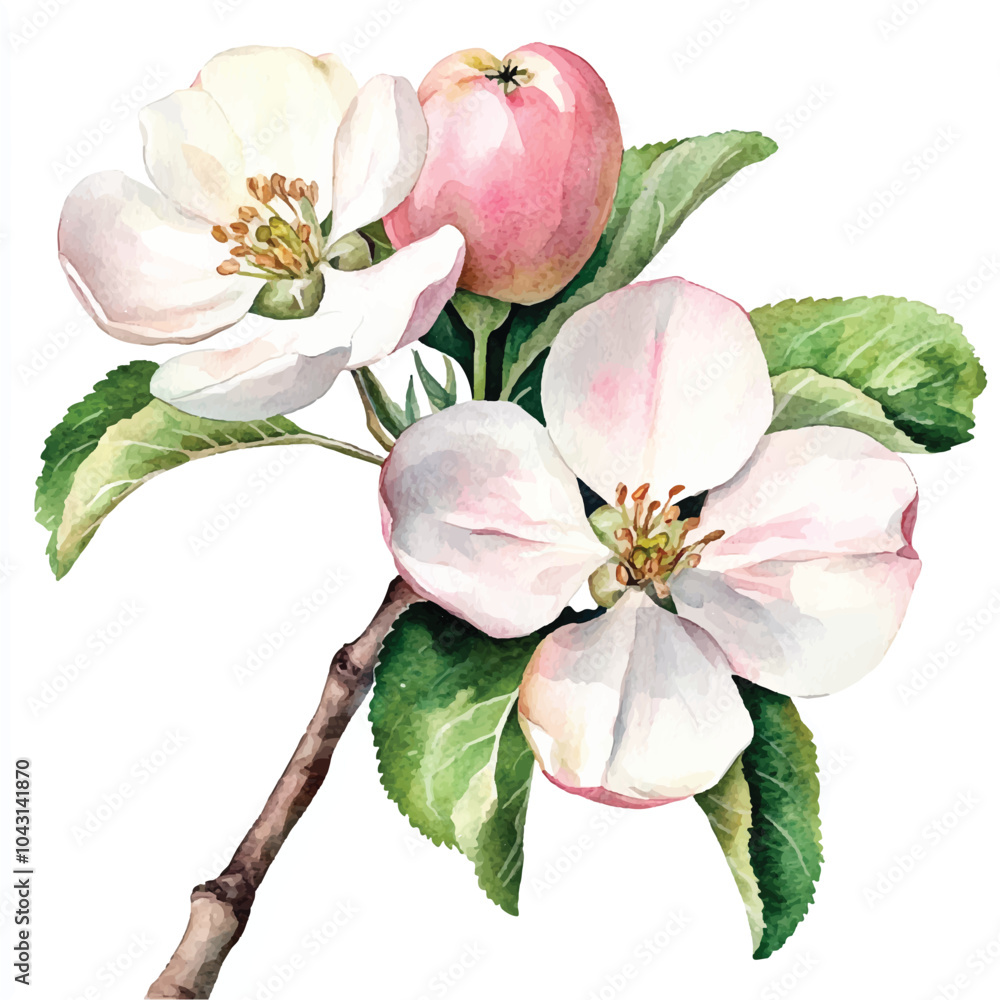Apple Blossom watercolor clipart illustration Apple Blossom watercolor clipart illustration