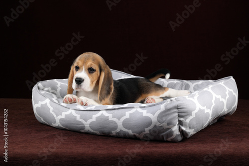 Cute little beagle puppy in a dog bed