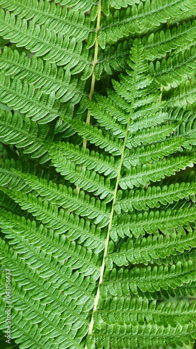 Fern leaves close-up background. Plant growing in natural forest habitat.