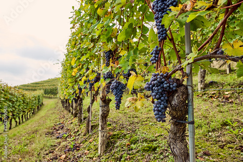 Panoramic landscape of vineyards in the rolling hills of the Langhe in Piedmont, City of Monforte d'Alba, City of Barolo, City of La Morra, Italy