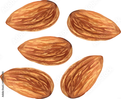 Almonds illustration isolated