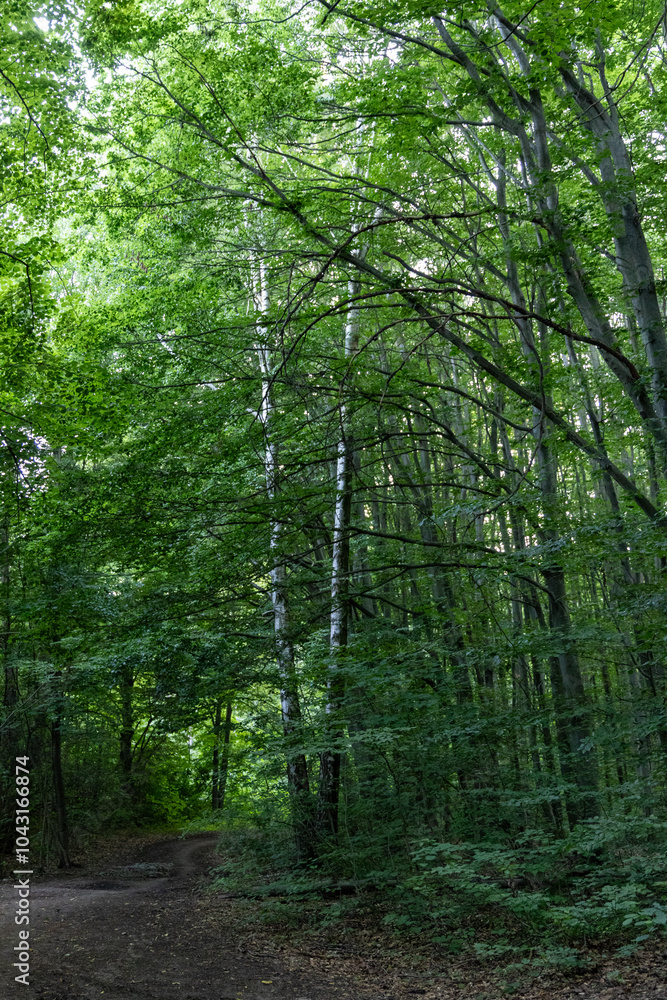 Fototapeta premium Bright green trees in the forest