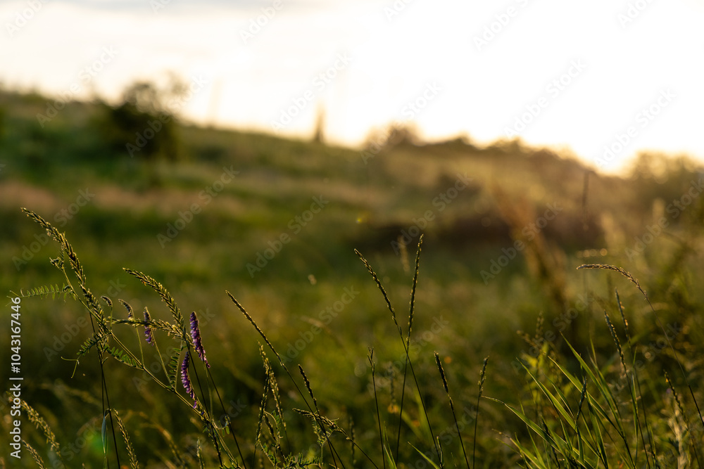 Summer sunset in the countryside Summer sunset in the countryside
