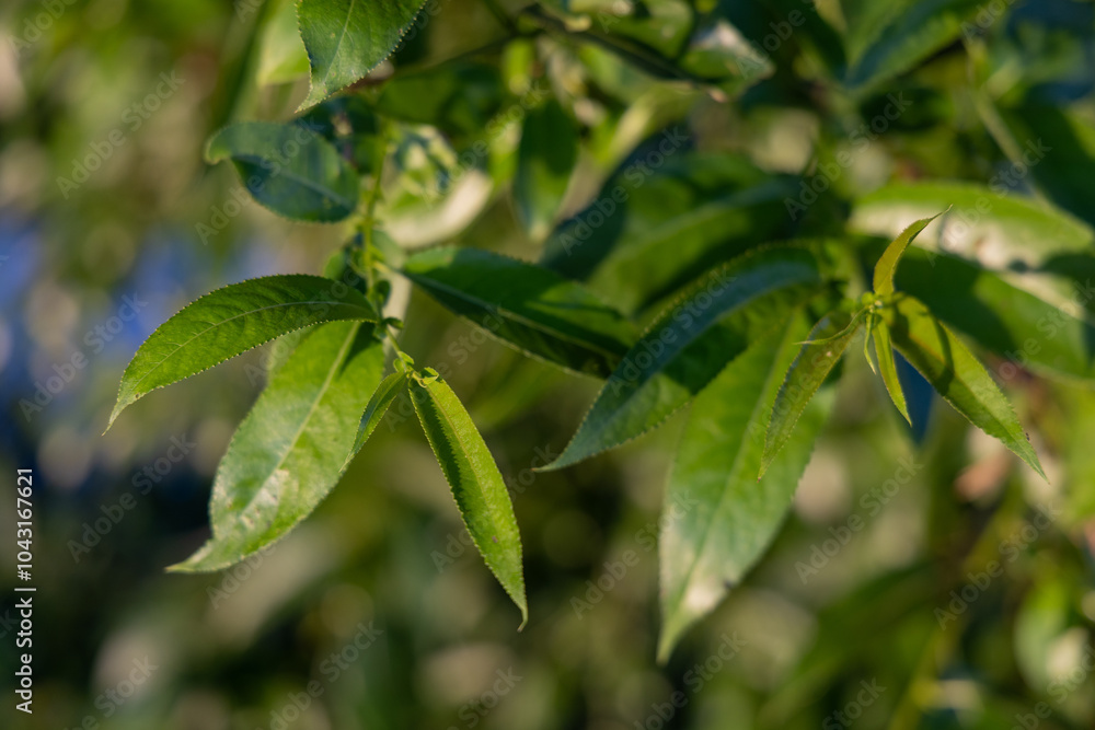 Obraz premium Bright green leaves on a willow tree