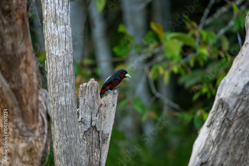 Black and Red Broadbill (Cymbirhynchus macrorhynchos), a species of bird in the typical broadbill family, Eurylaimidae, in tree on Kinabatangan River, Sabah, Malaysia (Borneo) photo