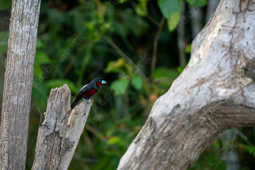 Black and Red Broadbill (Cymbirhynchus macrorhynchos), a species of bird in the typical broadbill family, Eurylaimidae, in tree on Kinabatangan River, Sabah, Malaysia (Borneo) photo