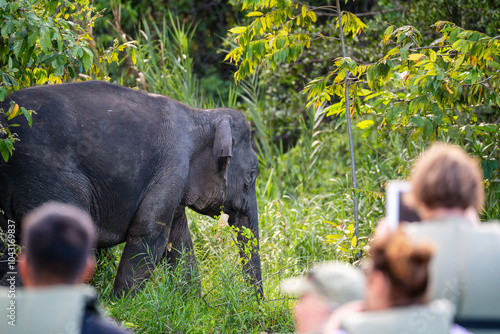 Tourists watching Borneo Pygmy Elephant (Elephas Maximus Borneensis, Bornean Elephant), a subspecies of Asian elephant (Elephas maximus), on the banks of the Kinabatangan River, Sabah, Malaysia