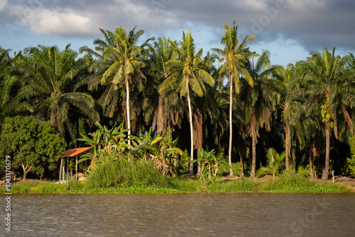 Shack shelter at Sukau Village (Kampung Sukau) on the banks of the Kinabatangan River, Sabah, Malaysia (Borneo) at midday with Palm oil plantation behind. photo