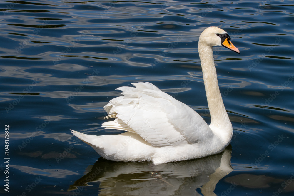 Photo of a beautiful photo of a white swam in a lake Photo of a beautiful photo of a white swam in a lake