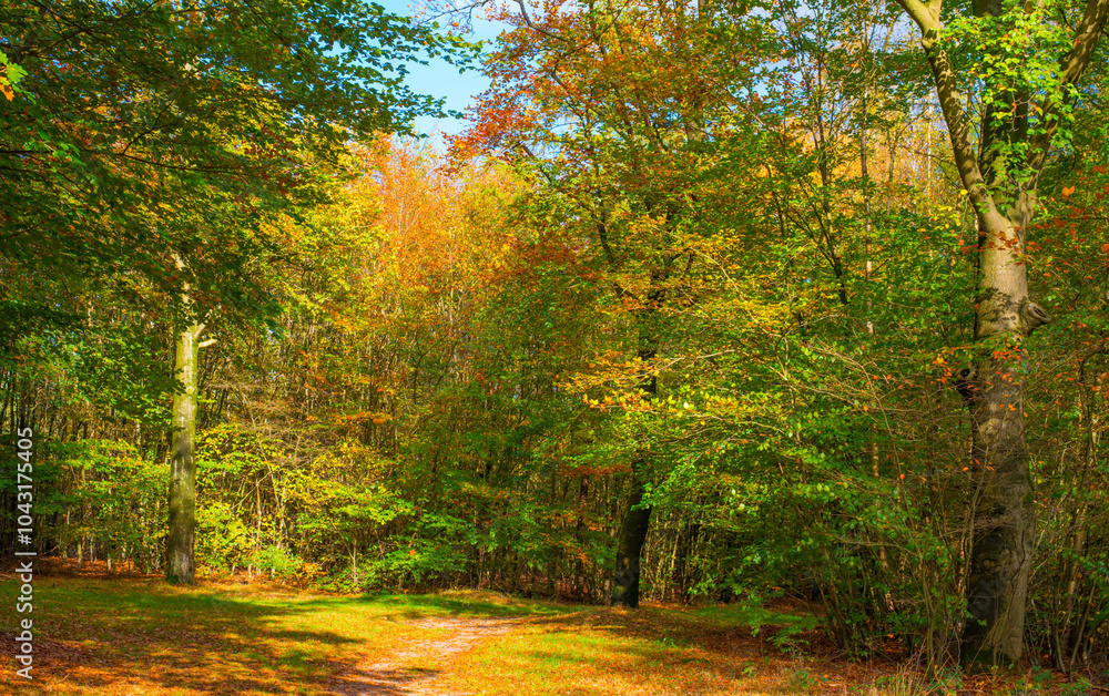 Fototapeta premium Forest with autumn leaf colors in bright sunlight, Baarn, Lage Vuursche, Utrecht, The Netherlands, October 22, 2024