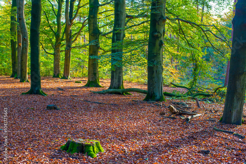 Forest with autumn leaf colors in bright sunlight, Baarn, Lage Vuursche, Utrecht, The Netherlands, October 22, 2024 photo