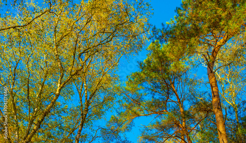 Forest with autumn leaf colors in bright sunlight, Baarn, Lage Vuursche, Utrecht, The Netherlands, October 22, 2024 photo