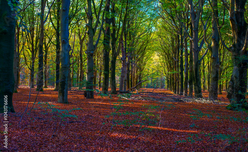 Forest with autumn leaf colors in bright sunlight, Baarn, Lage Vuursche, Utrecht, The Netherlands, October 22, 2024 photo