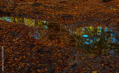 Forest with autumn leaf colors in bright sunlight, Baarn, Lage Vuursche, Utrecht, The Netherlands, October 22, 2024 photo