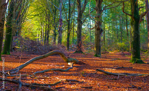 Forest with autumn leaf colors in bright sunlight, Baarn, Lage Vuursche, Utrecht, The Netherlands, October 22, 2024 photo