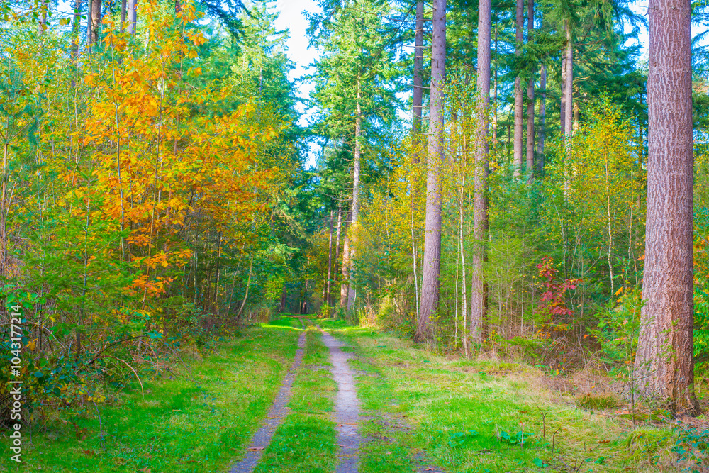 Fototapeta premium Forest with autumn leaf colors in bright sunlight, Baarn, Lage Vuursche, Utrecht, The Netherlands, October 22, 2024