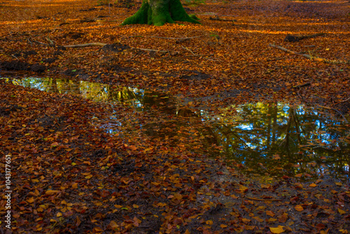 Forest with autumn leaf colors in bright sunlight, Baarn, Lage Vuursche, Utrecht, The Netherlands, October 22, 2024 photo