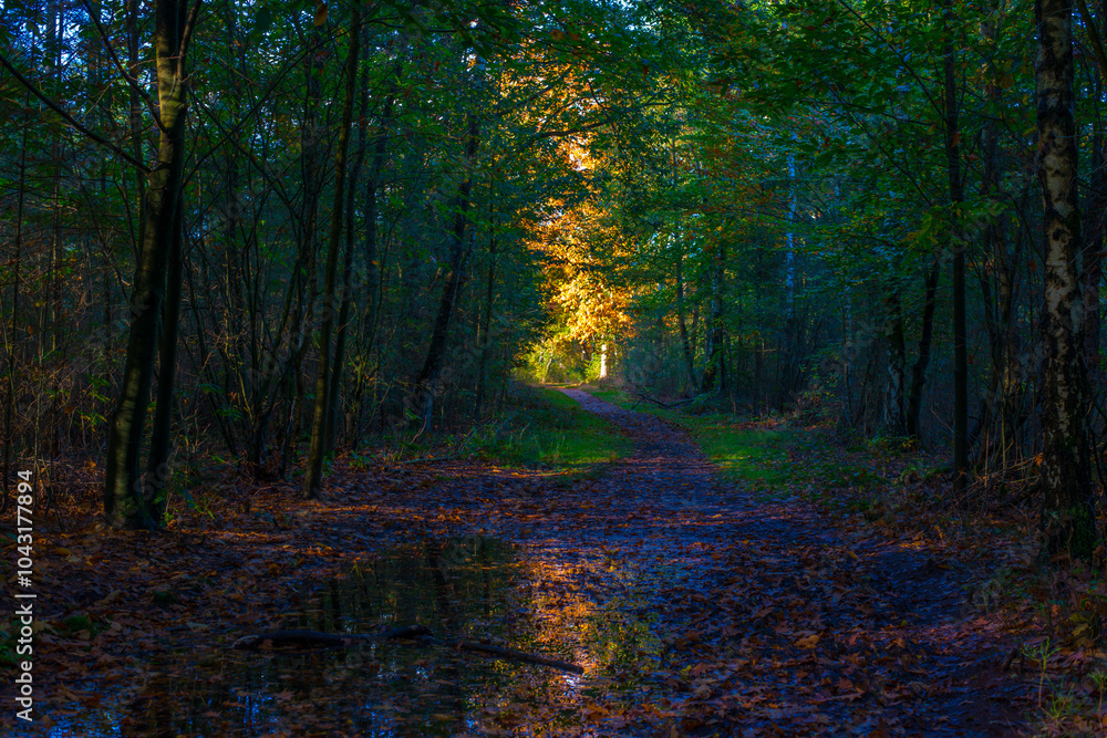 Obraz premium Forest with autumn leaf colors in bright sunlight, Baarn, Lage Vuursche, Utrecht, The Netherlands, October 22, 2024