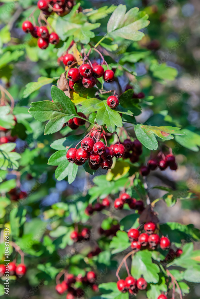 common hawthorn, bush, red fruits, common hawthorn, bush, red fruits,