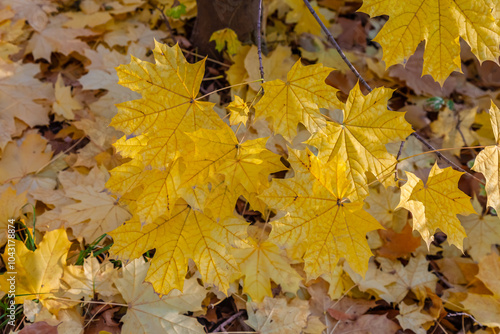 Yellow and red leaves hang on maple branches in autumn.