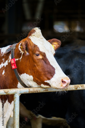 Holstein Cow looking over feed fence
