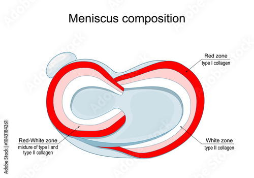 Meniscus composition. knee joint.