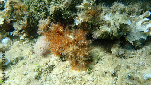 Red algae Laurencia obtusa undersea, Aegean Sea, Greece, Halkidiki, Afytos beach photo