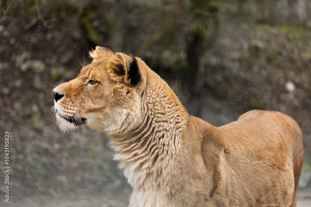 Obraz premium Female lion in profile and close up on a blurred background. (Panthera leo)