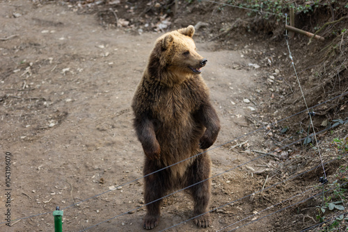 Brown bear in the zoo standing on its hind legs. (Ursus arctos)