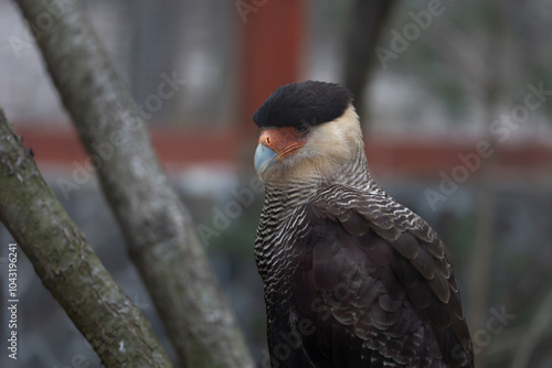 Crested caracara close up next to tree branches on blurred background(Caracara plancus) photo