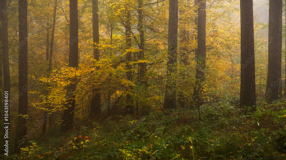 Obraz premium Chasing the fog - Auf der Jagd nach dem Nebel
